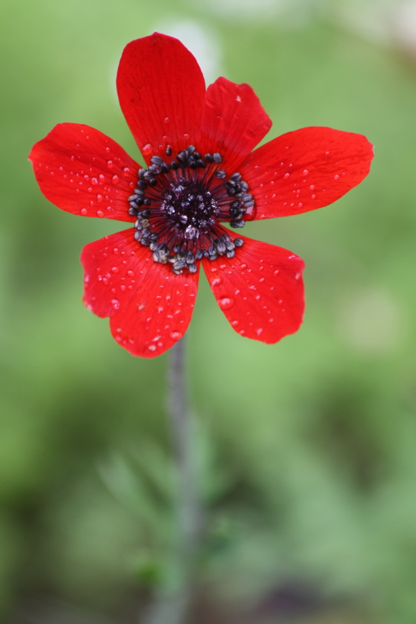 Anemone pavonina o coronaria?